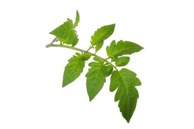 Beyaz backgroound izole yeşil yaprakların yakın çekim