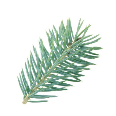 Beyaz arkaplanda köknar ağacı dalı izole