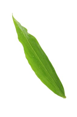 Yaprak Beyaz arka plan üzerinde izole zencefil