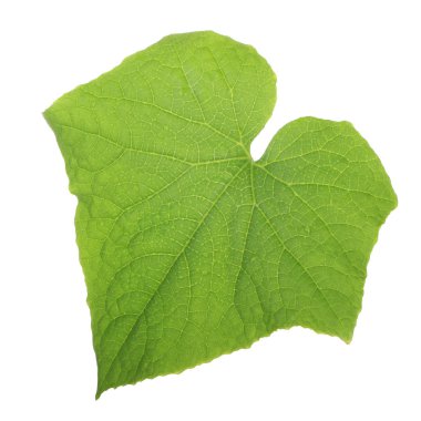 Beyaz arkaplanda yeşil salatalık yaprağı izole