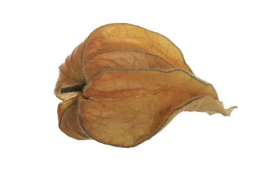 taze physalis beyaz arka plan üzerinde izole