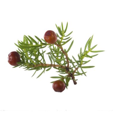 Beyaz arka plan üzerinde izole ardıç meyveleri