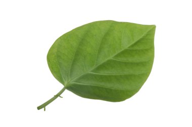 Beyaz arkaplanda yeşil yaprak yakın plan