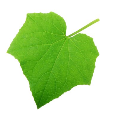 Beyaz arkaplanda yeşil salatalık yaprağı izole