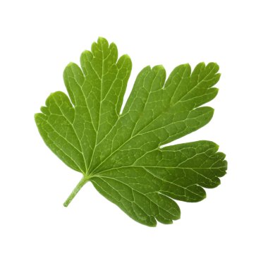 Beyaz arka plan üzerinde izole bektaşi üzümü yaprağı closeup