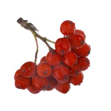 Beyaz arka plan üzerinde izole kırmızı ashberries