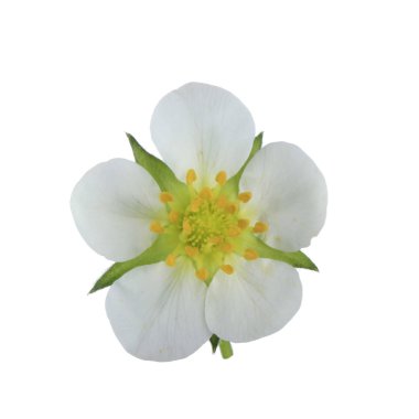 Beyaz arka planda izole çilek çiçeği yakın çekim 