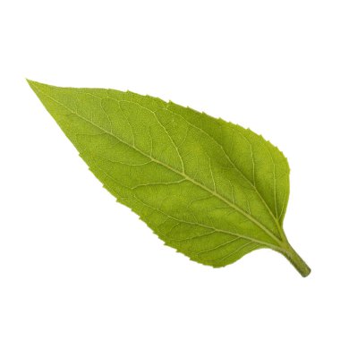 Beyaz arka planda izole ayçiçeği yaprağı yakın çekim 