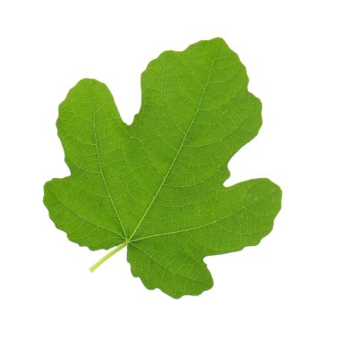 Beyaz arka planda yalıtılmış yeşilin yakın çekimi 