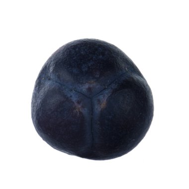 Juniper berry izole üzerinde beyaz arka plan