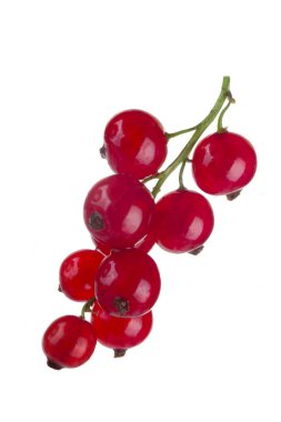 closeup izole beyaz zemin üzerine kırmızı kuş üzümü 