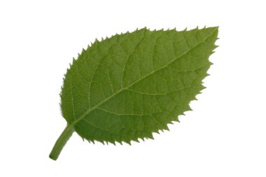 Beyaz arka planda yalıtılmış yeşilin yakın çekimi 