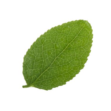 Beyaz arka plan üzerinde izole yeşil bilberry yaprak
