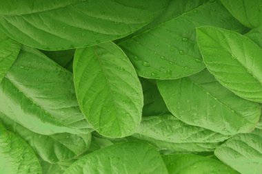 Beyaz arka plan üzerinde izole guava yaprağı yakın çekim