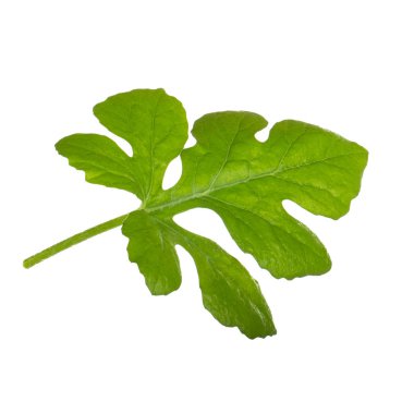 Beyaz arka planda yalıtılmış yeşilin yakın çekimi 