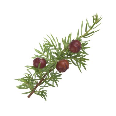 Beyaz arka planda izole ardıç yakın çekim