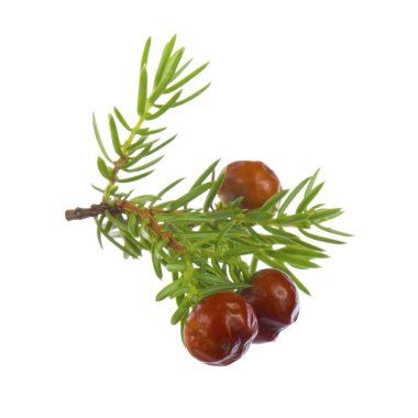 Beyaz arka plan üzerinde izole ardıç meyveleri