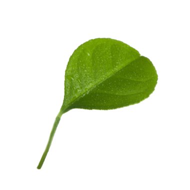 Beyaz arka planda yalıtılmış yeşilin yakın çekimi 