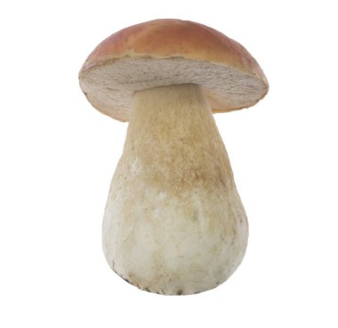 Beyaz arka plan üzerinde izole tek mantar