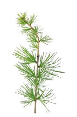 Beyaz arkaplanda köknar ağacı dalı izole