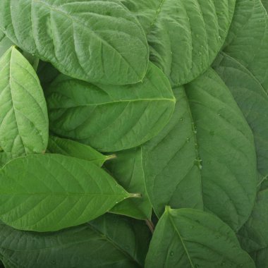 Beyaz arka plan üzerinde izole guava yaprağı yakın çekim