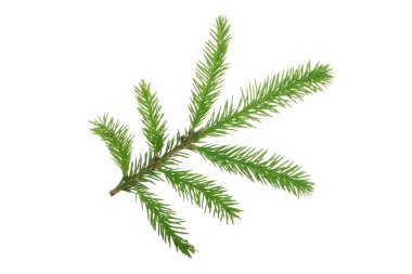 Beyaz arkaplanda köknar ağacı dalı izole