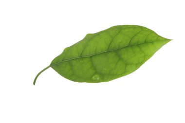 Beyaz arka plan üzerinde izole taze avokado yaprak yeşil