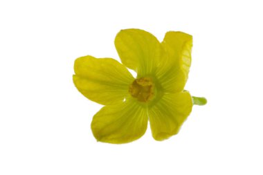 çiçek beyaz arka plan üzerinde izole karpuz