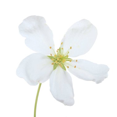 Beyaz arka planda izole elma çiçeği yakın çekim 