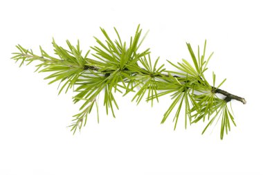 Beyaz arkaplanda köknar ağacı dalı izole