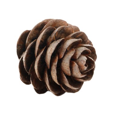 Beyaz arkaplanda çam kozalağı izole