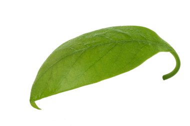 Beyaz arka plan üzerinde izole taze avokado yaprak yeşil