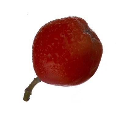 Beyaz arkaplanda kırmızı Ashberry izole edildi