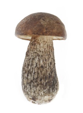 Beyaz arka plan üzerinde izole tek mantar