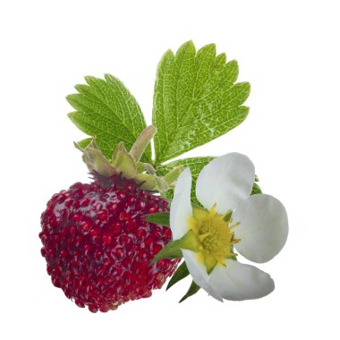 Wild Strawberry closeup, gıda arka plan