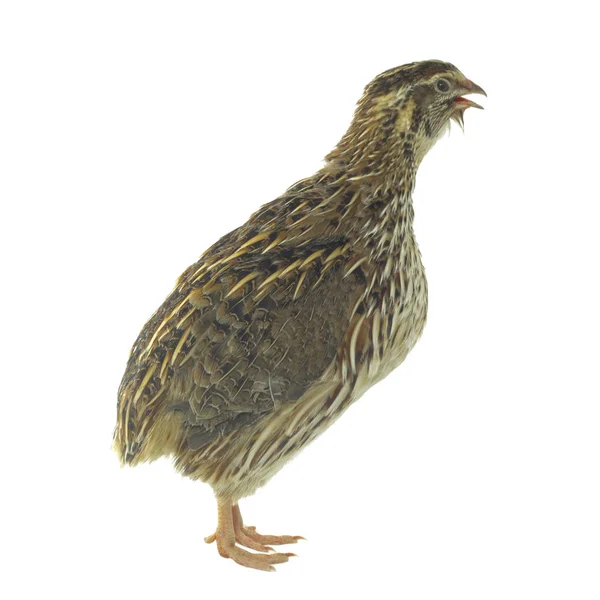 Primer Plano Las Aves Corral Antecedentes Animales — Foto de Stock