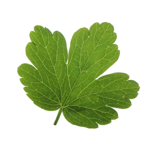 Closeup Gooseberry Leaf Isolated White Background — Stock Photo, Image