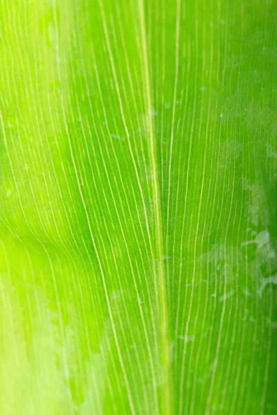 ginger leaf background, macro shot