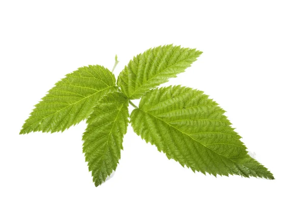 Nahaufnahme Grüner Blätter Isoliert Auf Weißem Hintergrund — Stockfoto