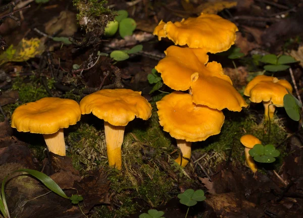 Closeup of pile of mushrooms, food background