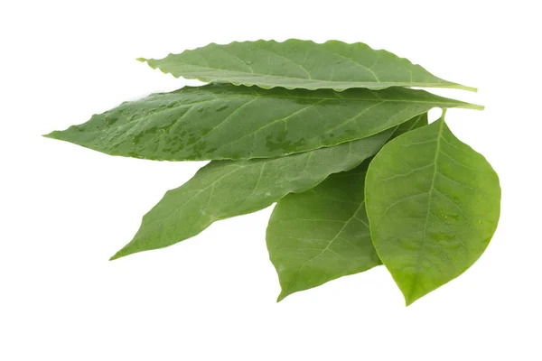 Feuilles Avocat Vert Frais Isolées Sur Fond Blanc — Photo