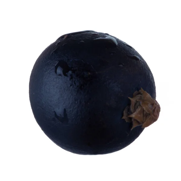 Juniper Berry Isolerade Vit Bakgrund — Stockfoto