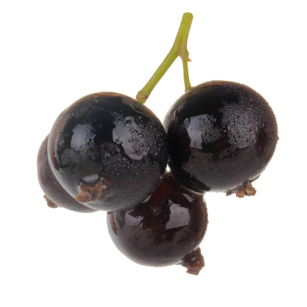 Närbild Svarta Vinbär Isolerade Vit Bakgrund — Stockfoto