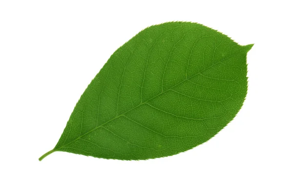 Closeup Green Isolated White Background — Stock Photo, Image