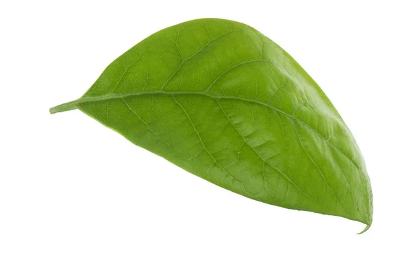 Verse Groene Avocado Blad Geïsoleerd Witte Achtergrond — Stockfoto