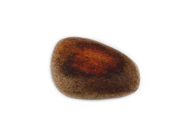 Single Cedar Nut Isolated White Background — Stock Photo, Image