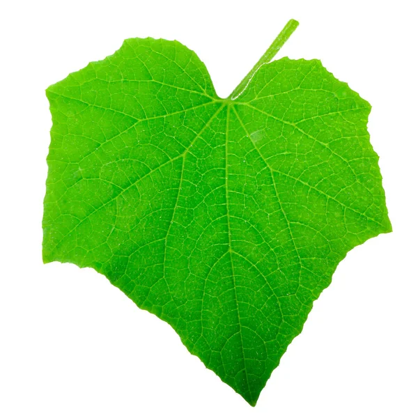 Imágenes de Hoja de pepino, fotos