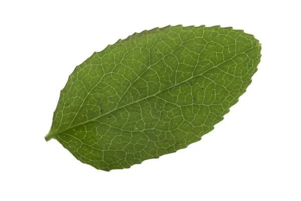 Zelená Borůvkový List Izolovaných Bílém Pozadí — Stock fotografie