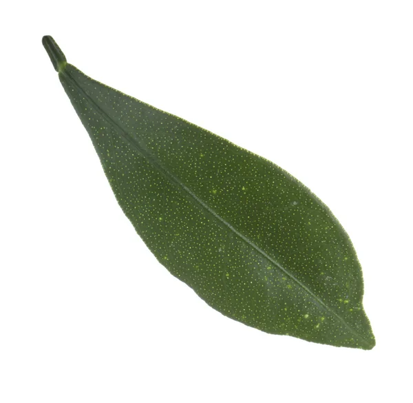 Closeup Cumquat Leaf Isolated White Background — Stock Photo, Image