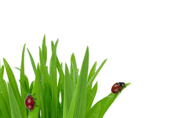 Mariquitas Sobre Hierba Verde Aisladas Sobre Fondo Blanco — Foto de Stock